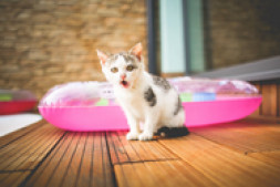 selfoss 安装指南